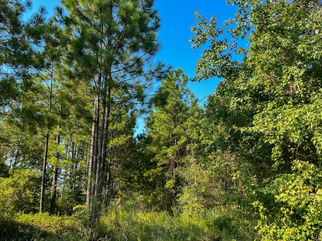 Hwy 190, Woodville, Texas image 9