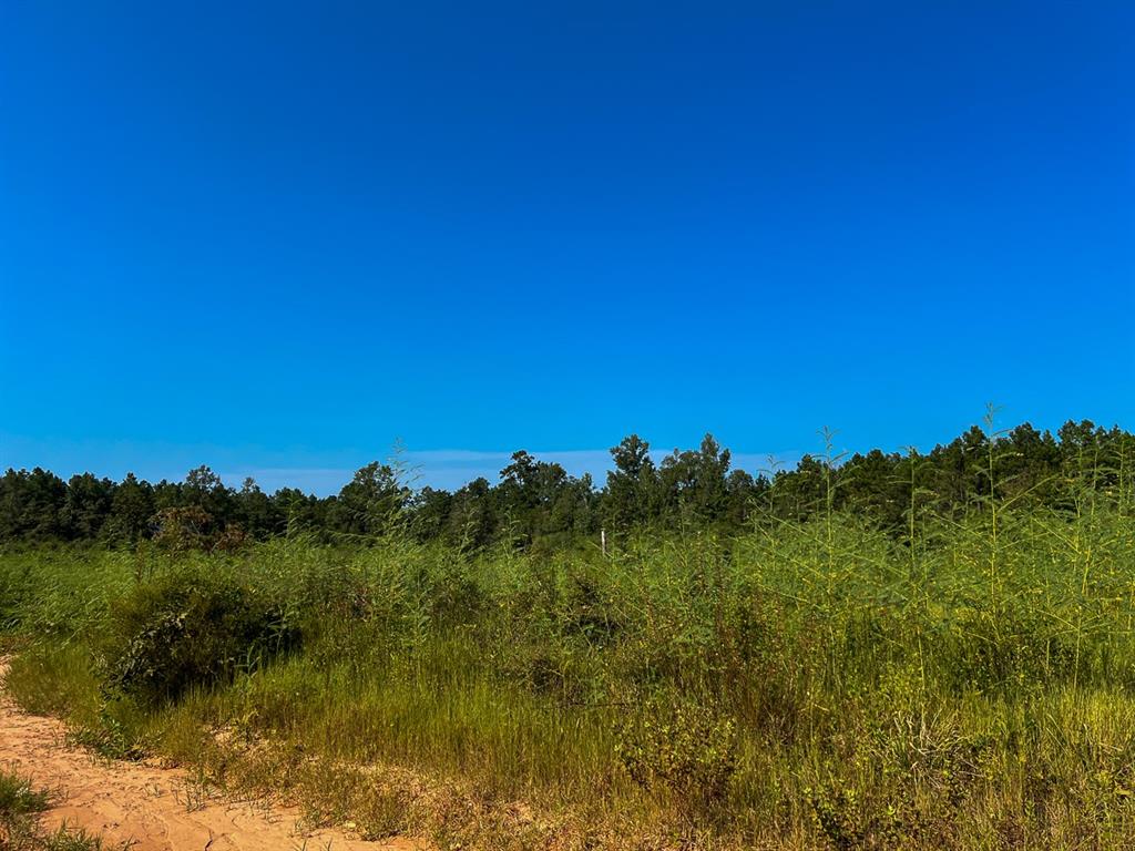 Hwy 190, Woodville, Texas image 3