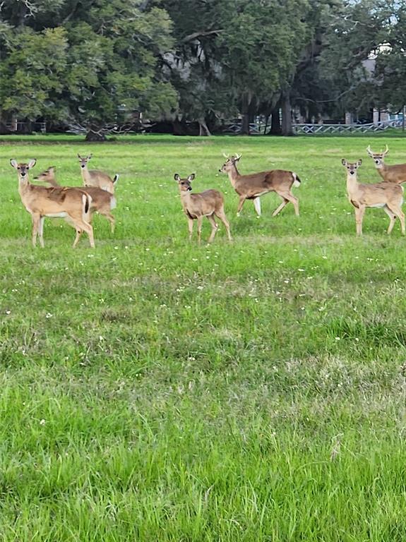 271 Cattle Drive Trail, Angleton, Texas image 5