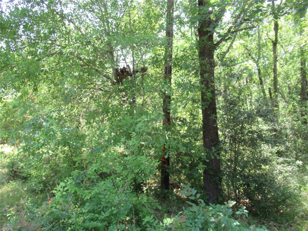 375 Noel, Livingston, Texas image 6