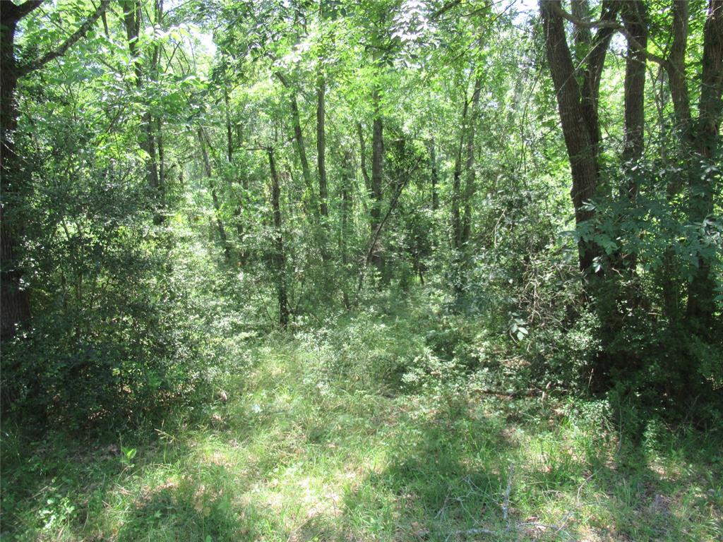 375 Noel, Livingston, Texas image 7