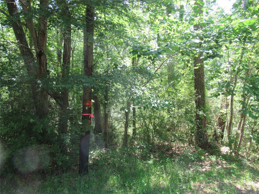 375 Noel, Livingston, Texas image 2