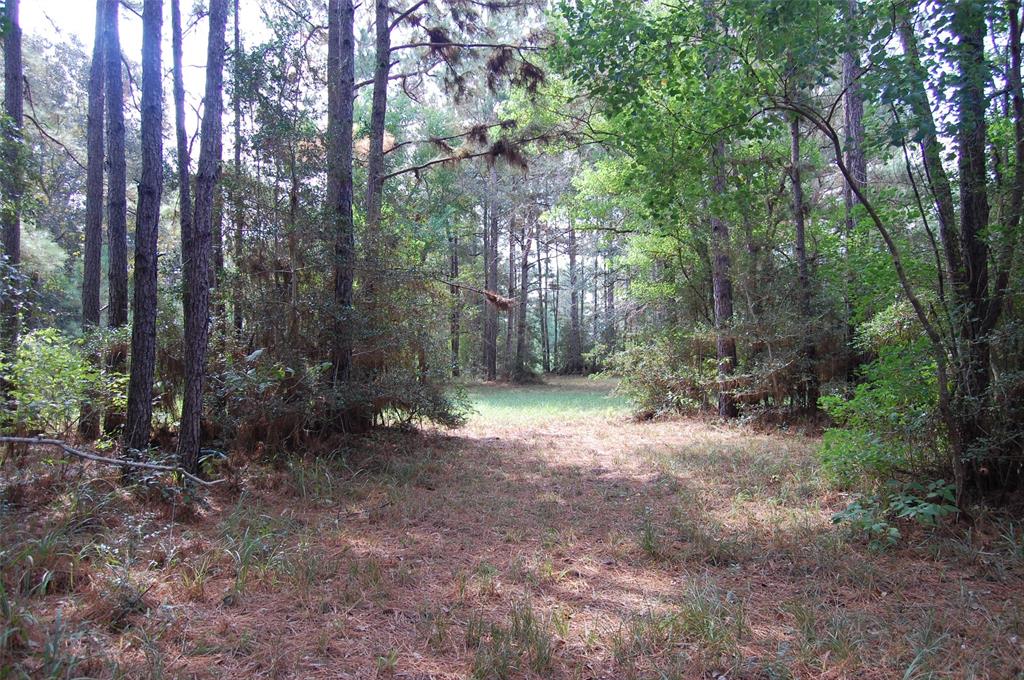 20075 Forestview Drive, Magnolia, Texas image 16
