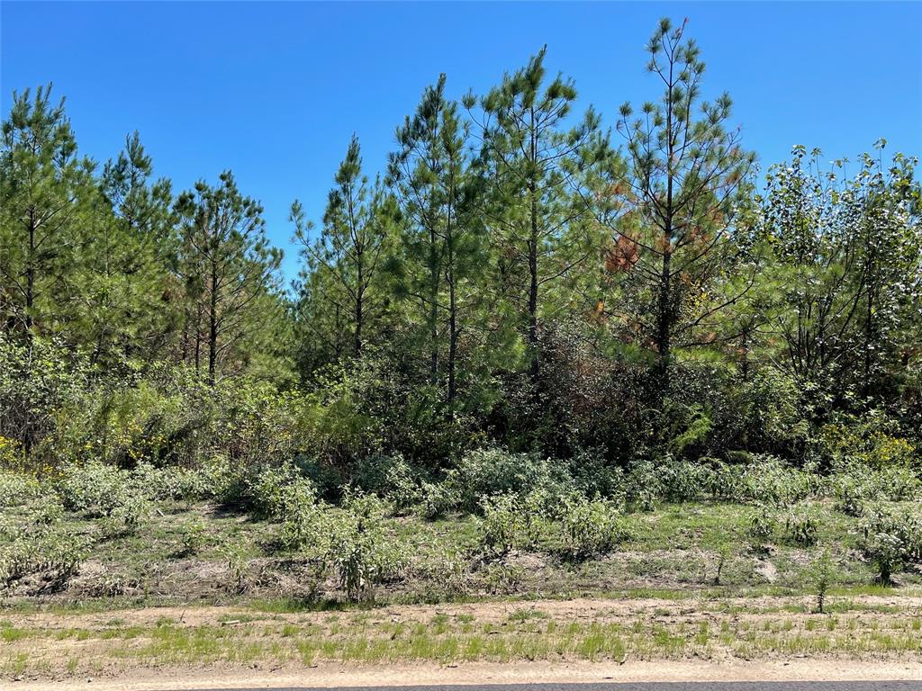 15702 Ridge Rock Road, Willis, Texas image 4