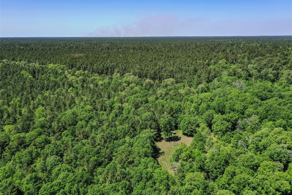 79.3 Acres Reese Rd, Pennington, Texas image 6