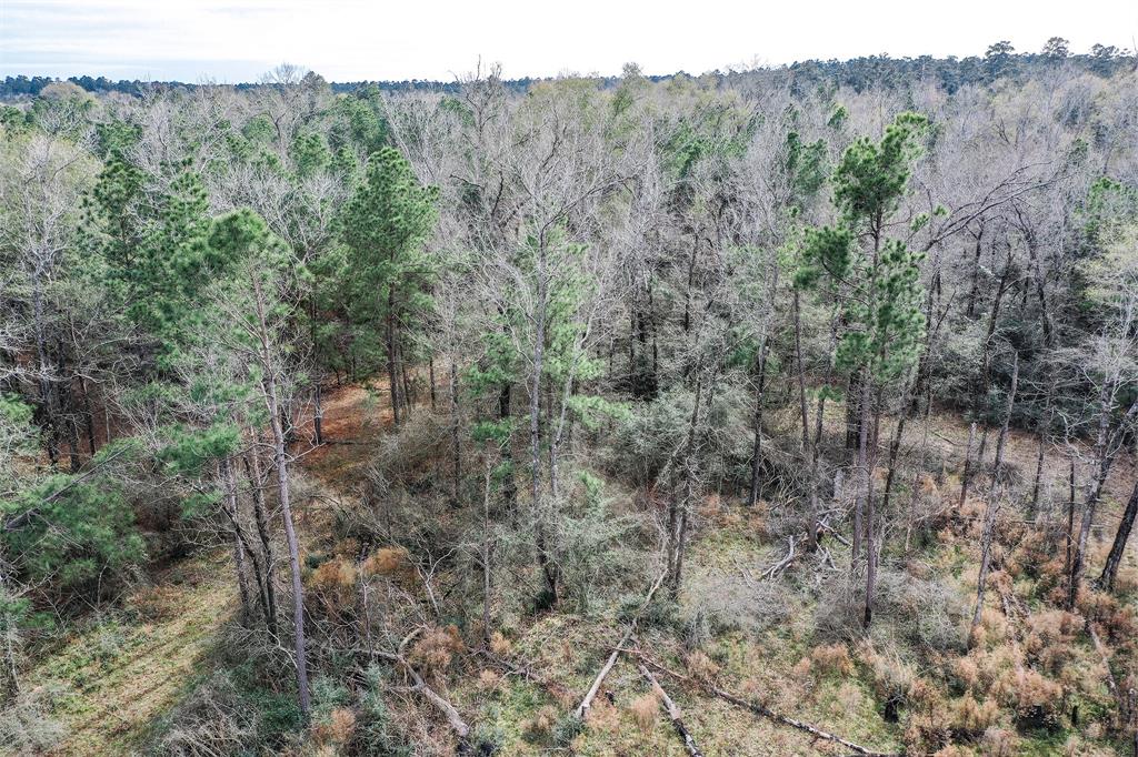 79.3 Acres Reese Rd, Pennington, Texas image 8