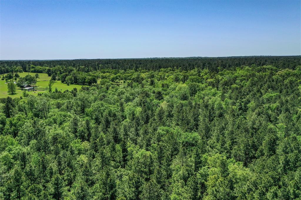 79.3 Acres Reese Rd, Pennington, Texas image 16