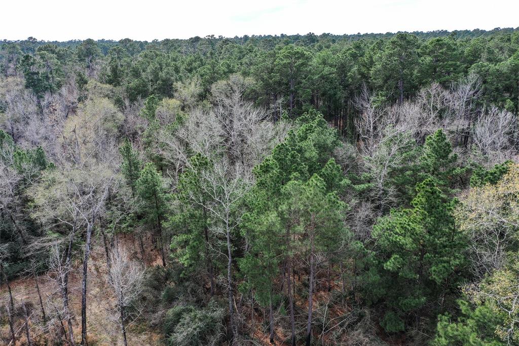 79.3 Acres Reese Rd, Pennington, Texas image 16