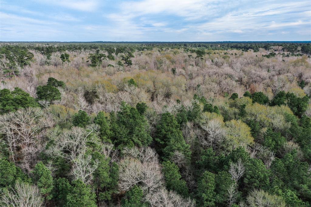 79.3 Acres Reese Rd, Pennington, Texas image 20