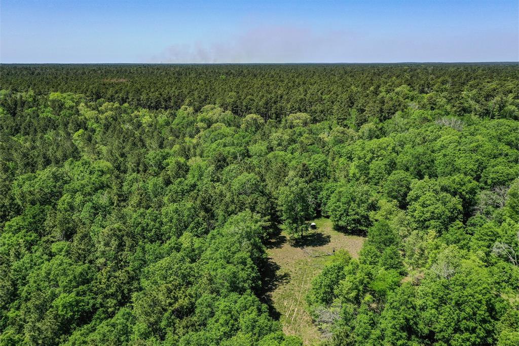 79.3 Acres Reese Rd, Pennington, Texas image 9