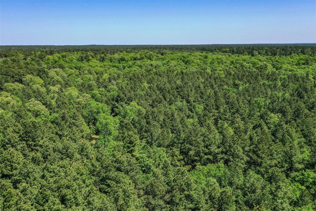 79.3 Acres Reese Rd, Pennington, Texas image 26