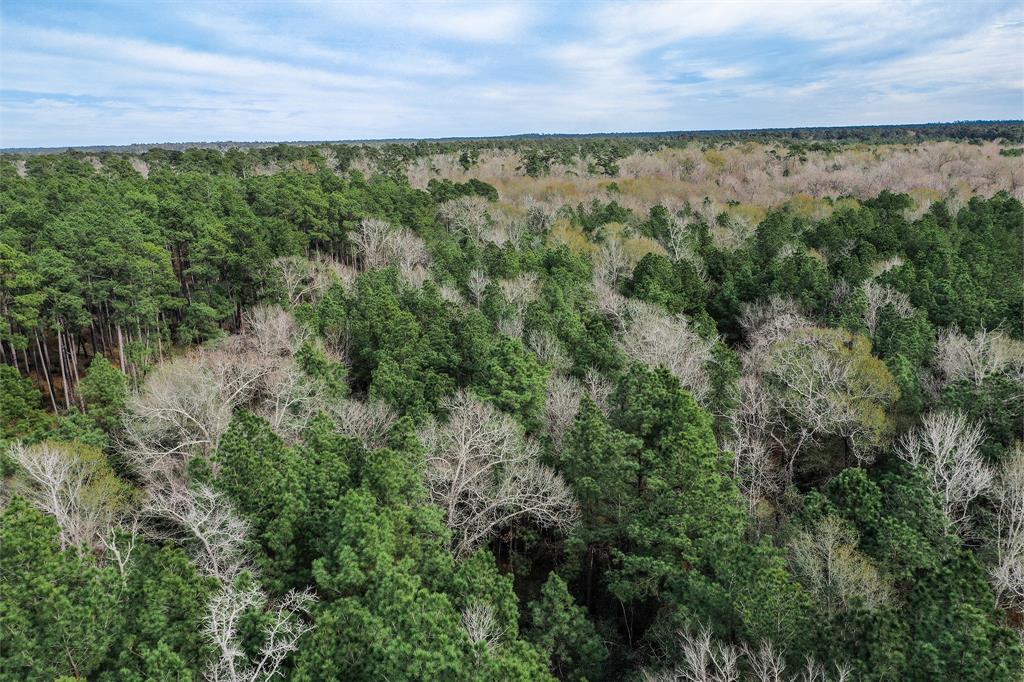 79.3 Acres Reese Rd, Pennington, Texas image 19