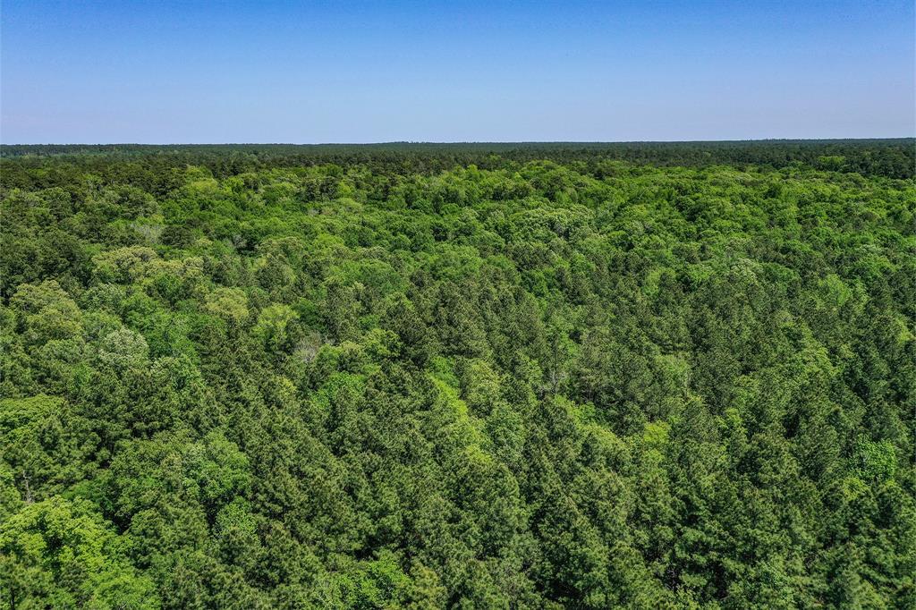 79.3 Acres Reese Rd, Pennington, Texas image 31