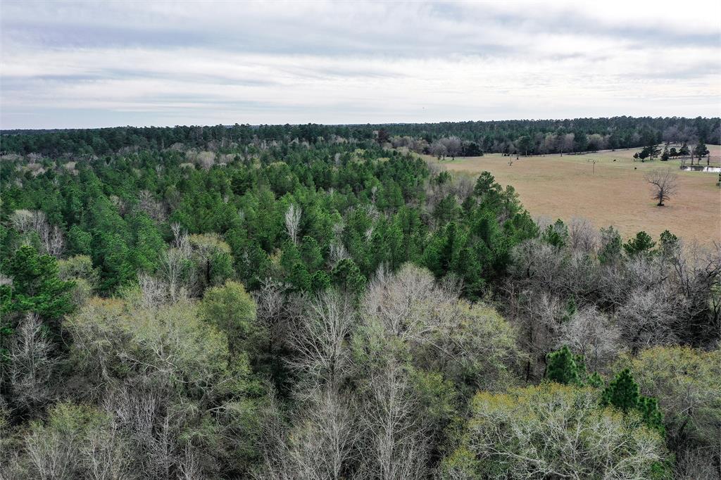 79.3 Acres Reese Rd, Pennington, Texas image 26