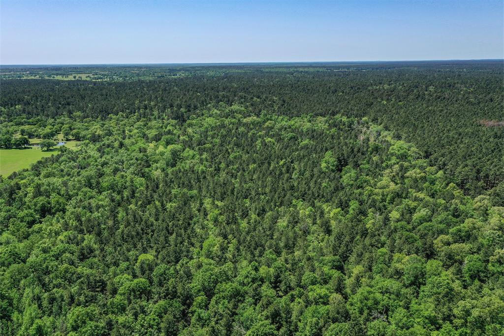 79.3 Acres Reese Rd, Pennington, Texas image 21