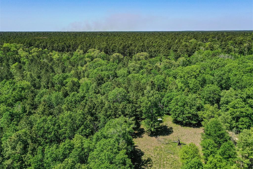 79.3 Acres Reese Rd, Pennington, Texas image 3