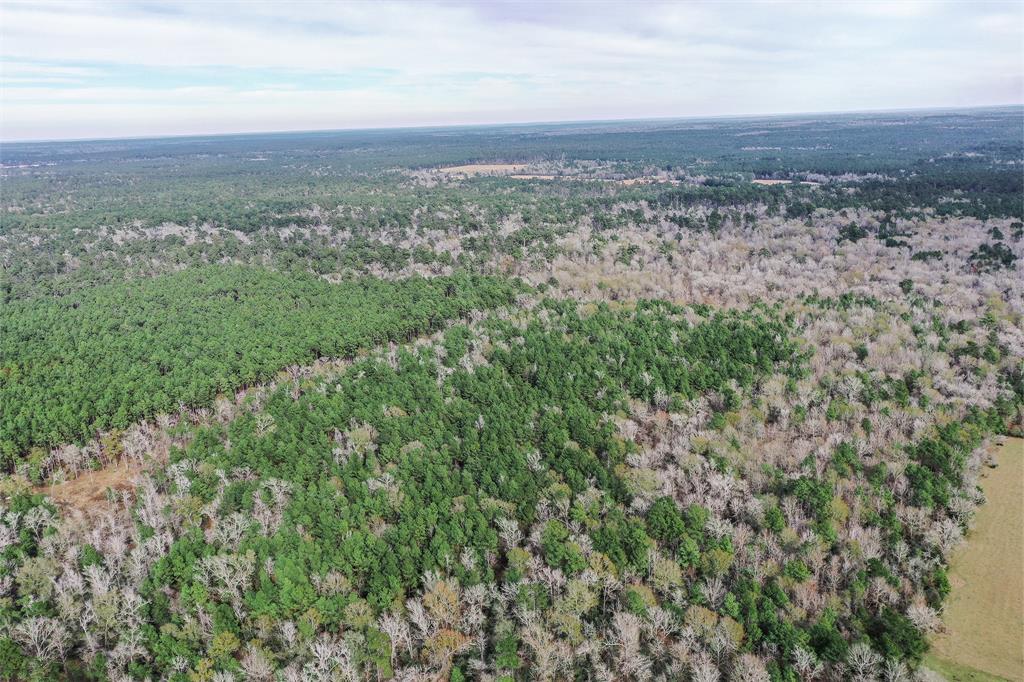 79.3 Acres Reese Rd, Pennington, Texas image 21