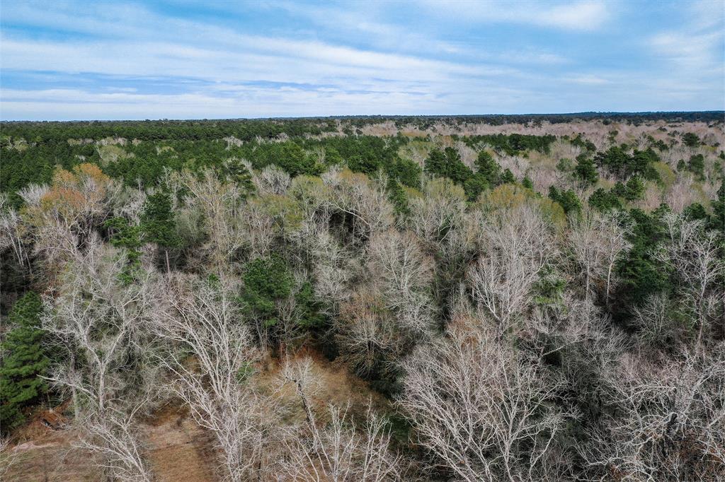 79.3 Acres Reese Rd, Pennington, Texas image 12