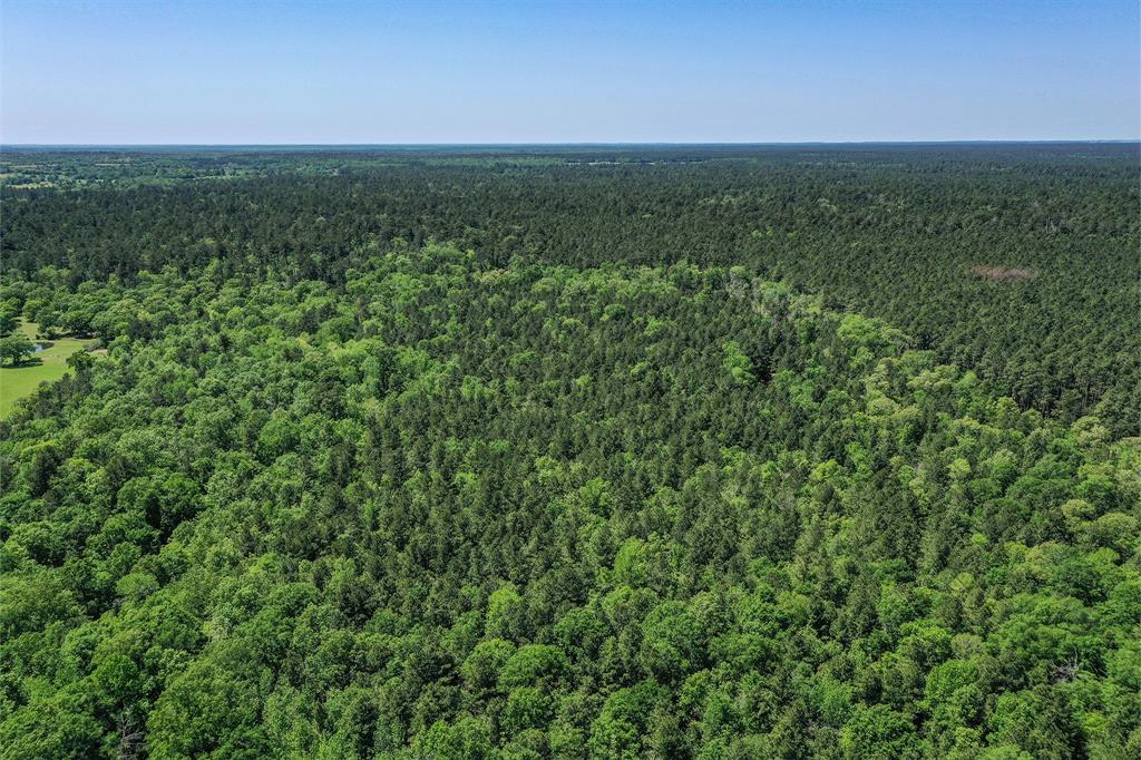 79.3 Acres Reese Rd, Pennington, Texas image 14