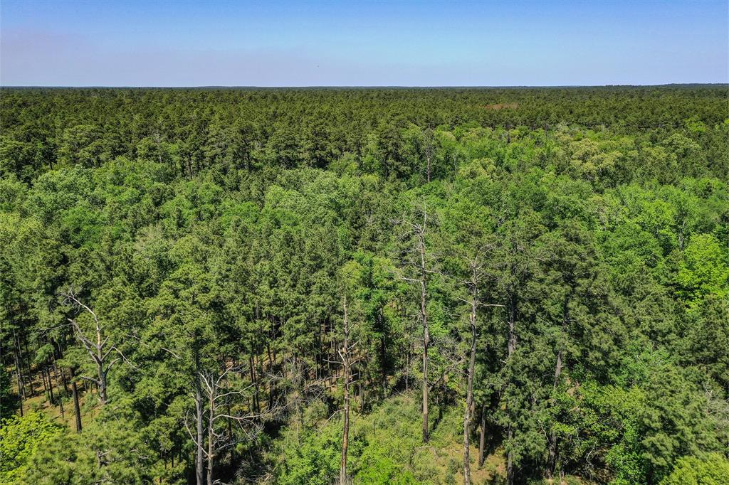 79.3 Acres Reese Rd, Pennington, Texas image 2