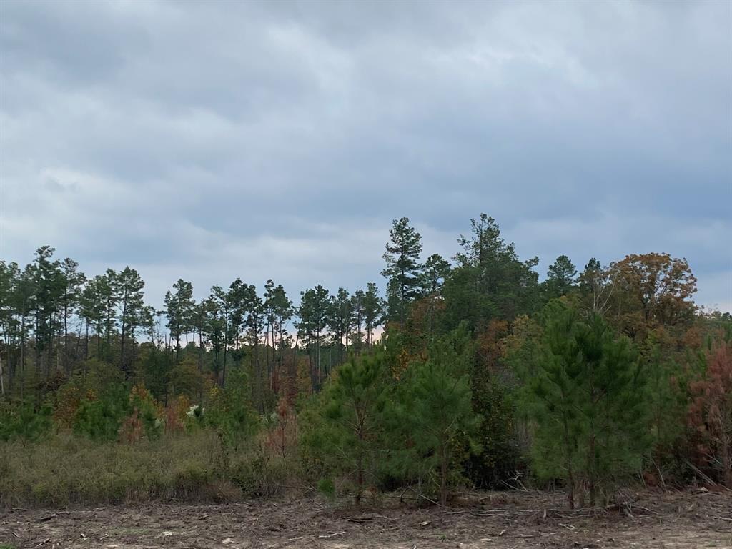 Lot 270 Phase 4 Ranches At Lone Star Ridge, Lovelady, Texas image 4