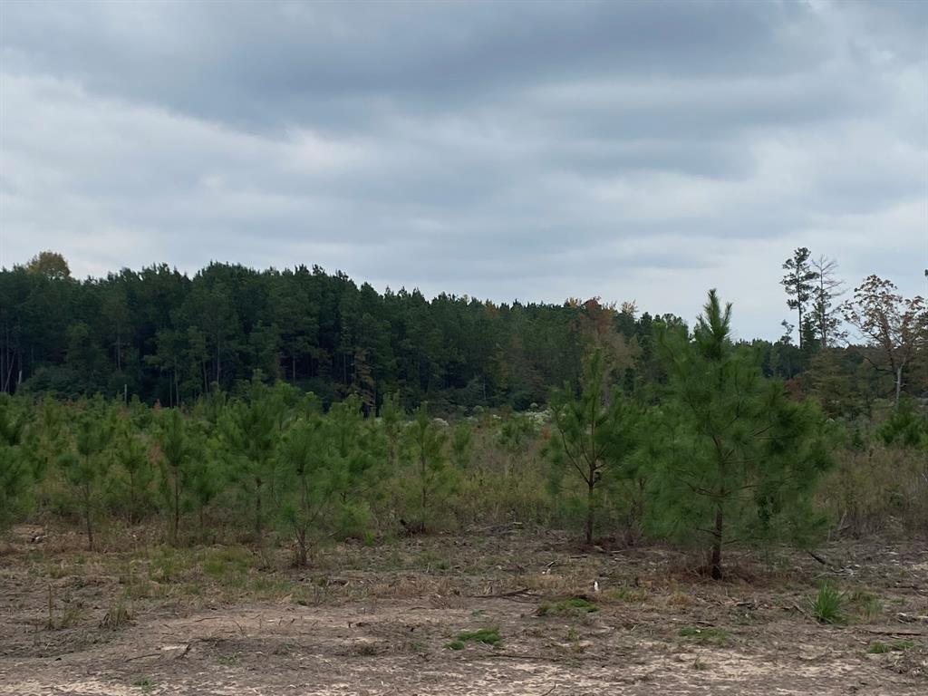 Lot 270 Phase 4 Ranches At Lone Star Ridge, Lovelady, Texas image 5