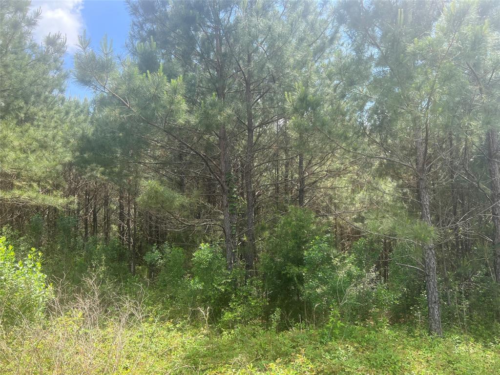 TBD J Hickman Road, Leggett, Texas image 8