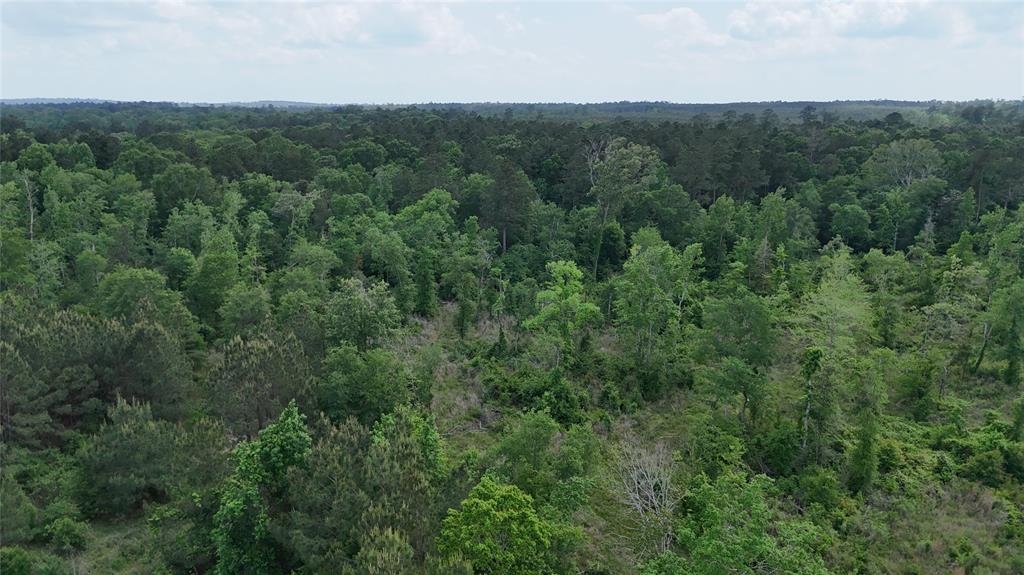 TBD J Hickman Road, Leggett, Texas image 6