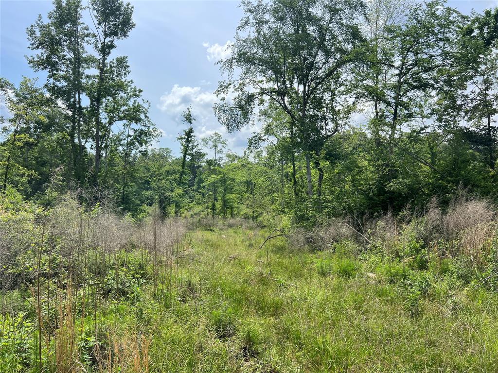 TBD J Hickman Road, Leggett, Texas image 12