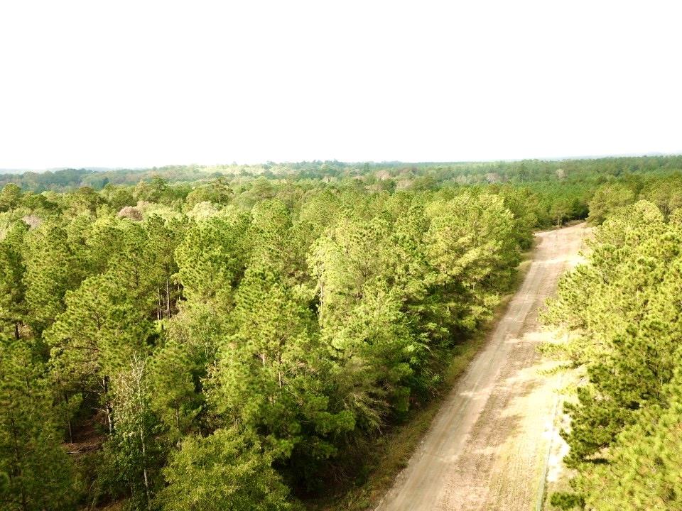 TBD County Road 2310, Woodville, Texas image 6