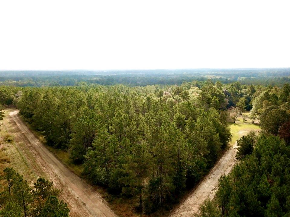 TBD County Road 2310, Woodville, Texas image 3