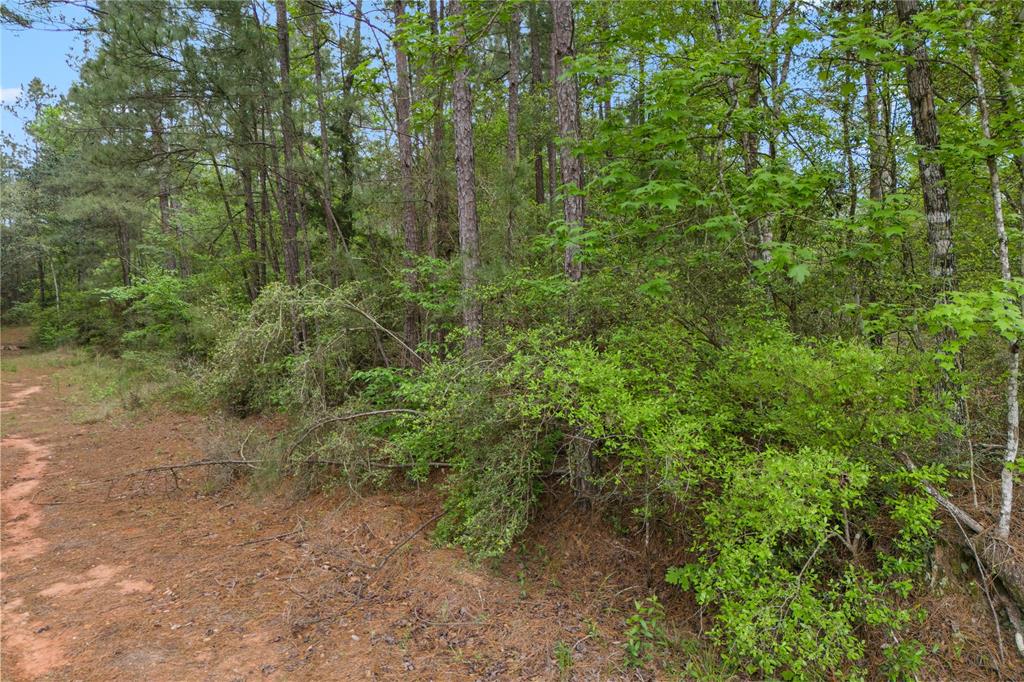 11800 Grand North Road, Willis, Texas image 8