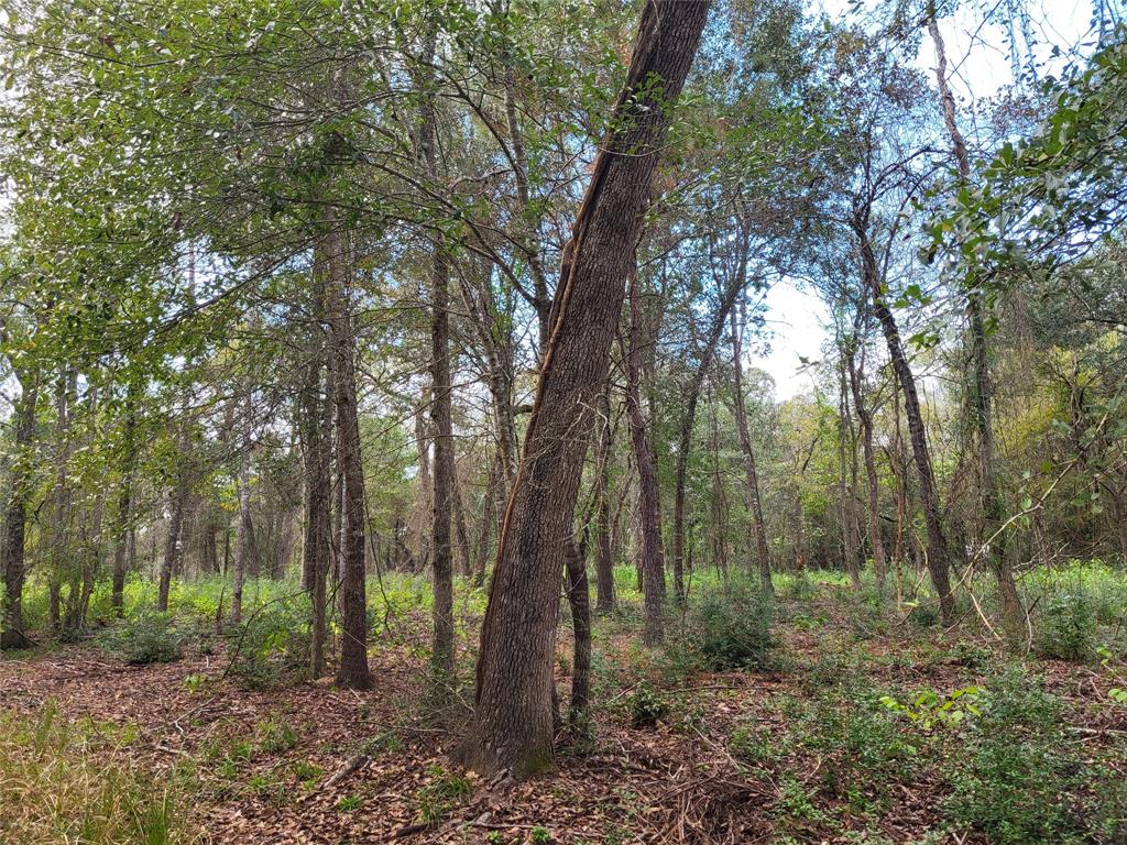 27055 Sandy Creek Crk, Magnolia, Texas image 5