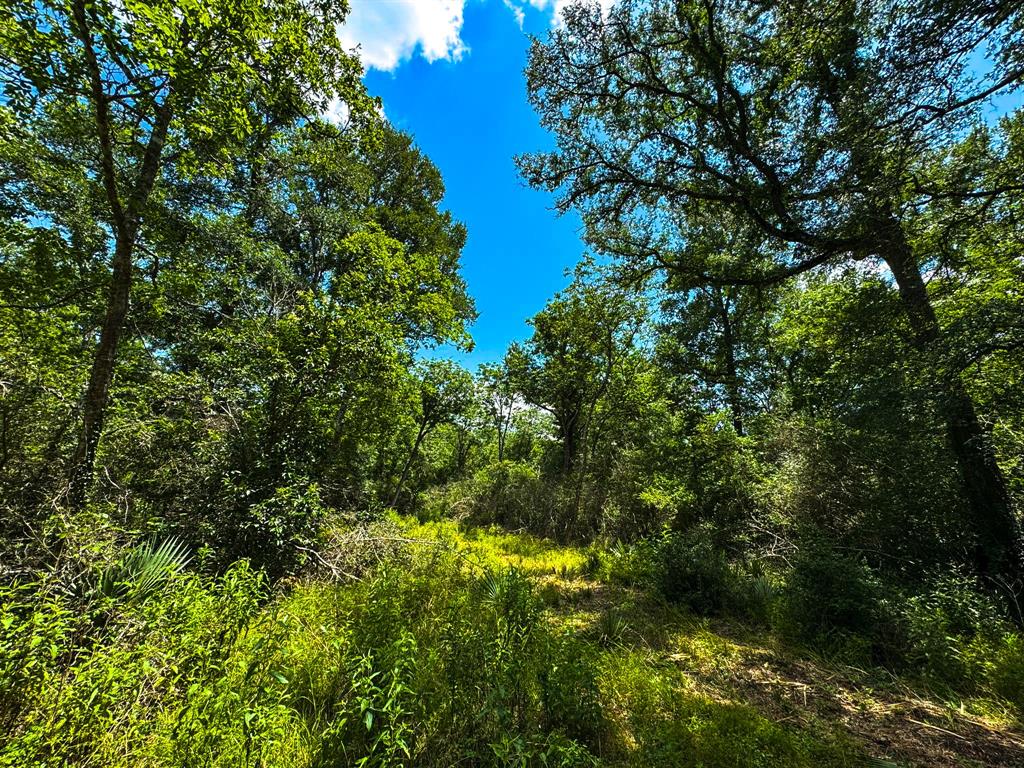 4888 Baldwin Drive, Hungerford, Texas image 5