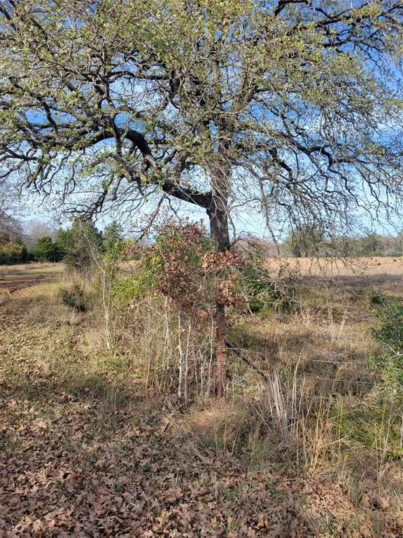 1 Navarro Lane, Grapeland, Texas image 1