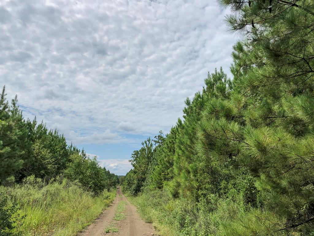 Off Fm 1746, Woodville, Texas image 8