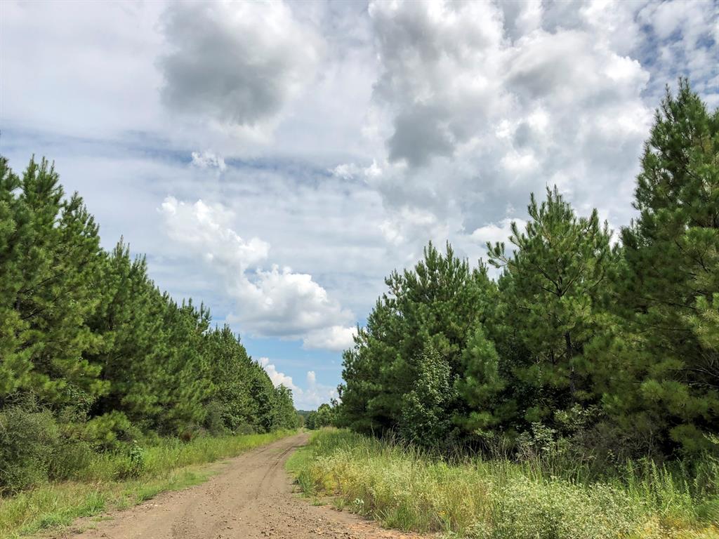 Off Fm 1746, Woodville, Texas image 7