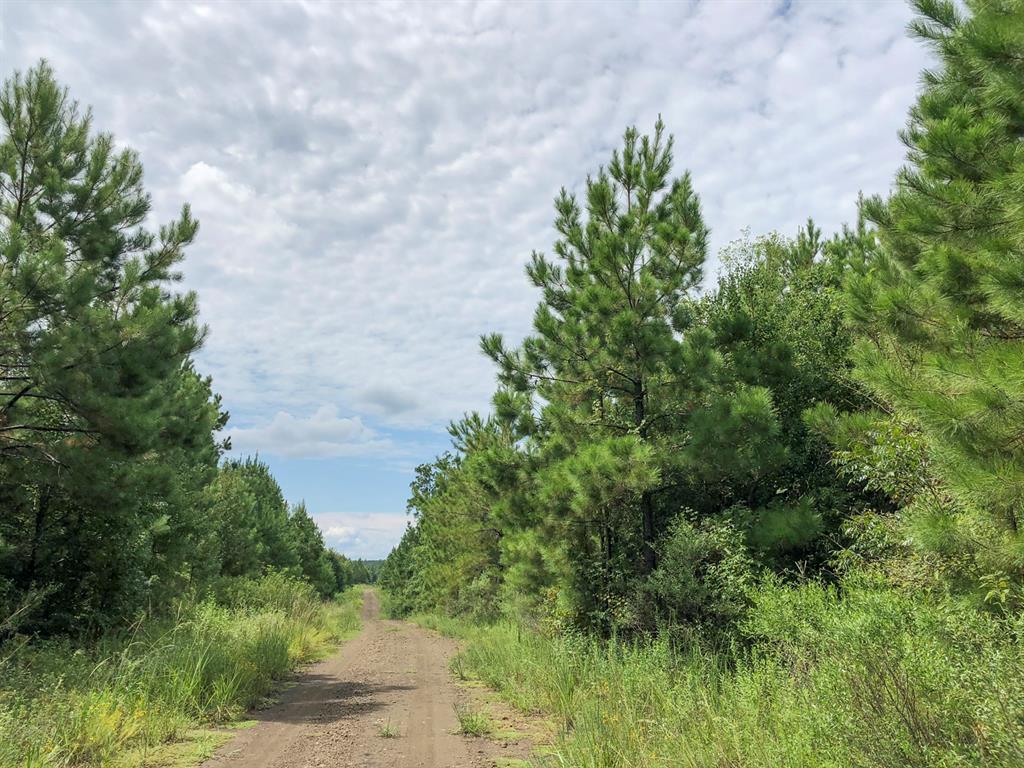 Off Fm 1746, Woodville, Texas image 6