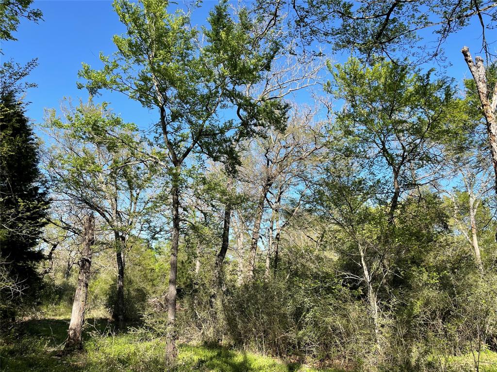 TR27 10ac+- Timbercrest Ranch, Jewett, Texas image 26