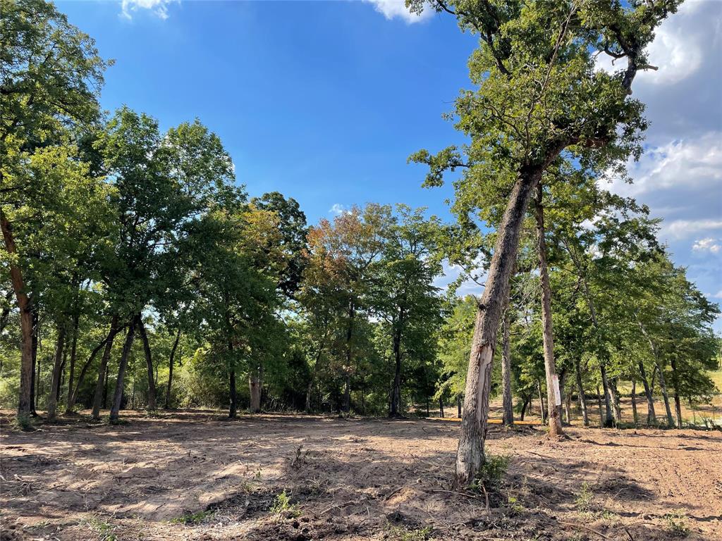 TR27 10ac+- Timbercrest Ranch, Jewett, Texas image 8