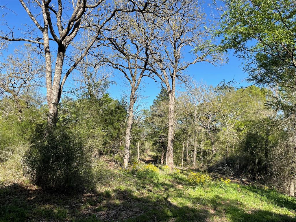 TR27 10ac+- Timbercrest Ranch, Jewett, Texas image 25