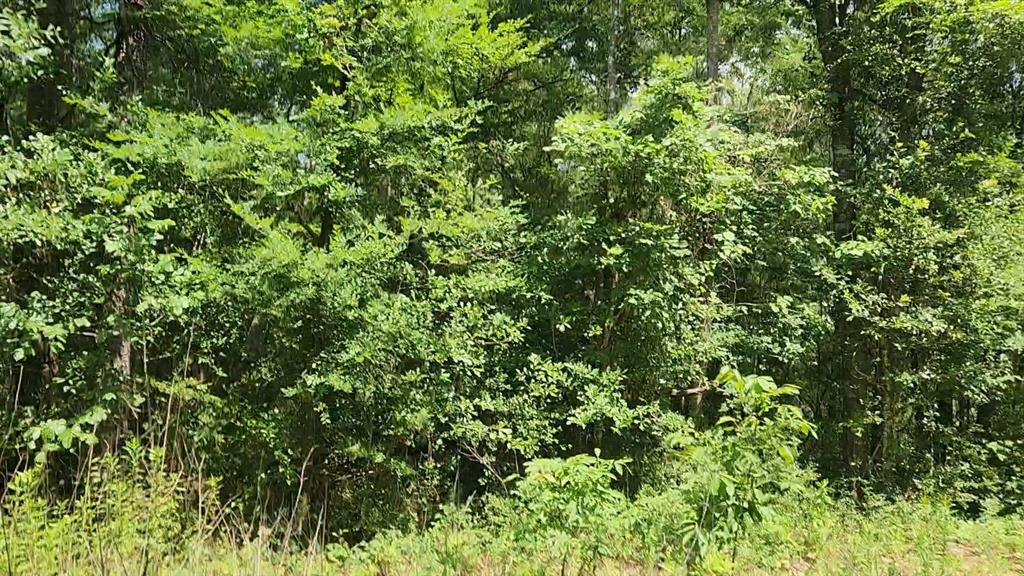 Lot 2 Hollybrook Drive, Plantersville, Texas image 8