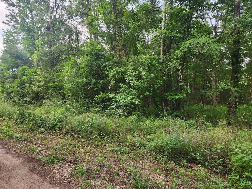 Lot 2 Hollybrook Drive, Plantersville, Texas image 4