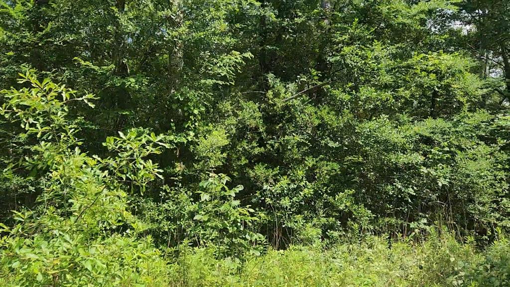 Lot 2 Hollybrook Drive, Plantersville, Texas image 7