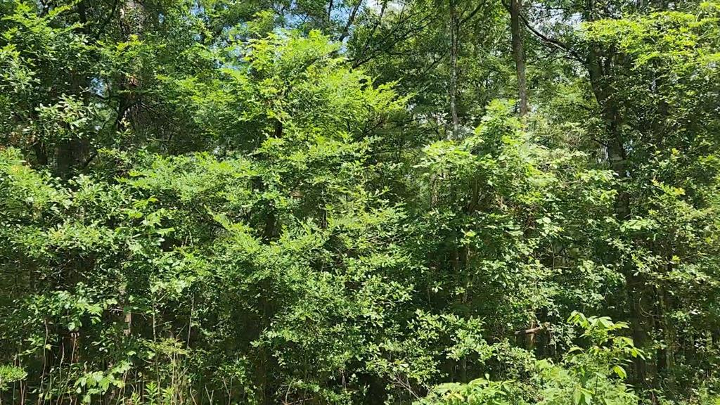 Lot 2 Hollybrook Drive, Plantersville, Texas image 11