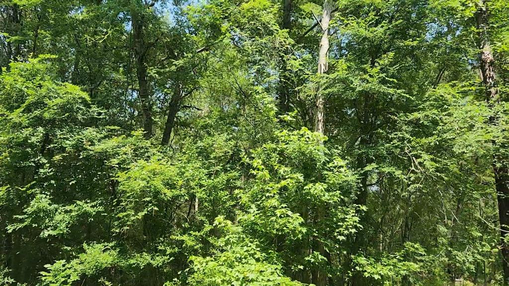 Lot 2 Hollybrook Drive, Plantersville, Texas image 15