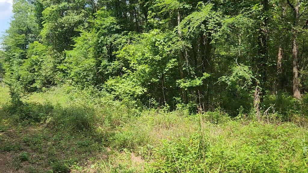 Lot 2 Hollybrook Drive, Plantersville, Texas image 17