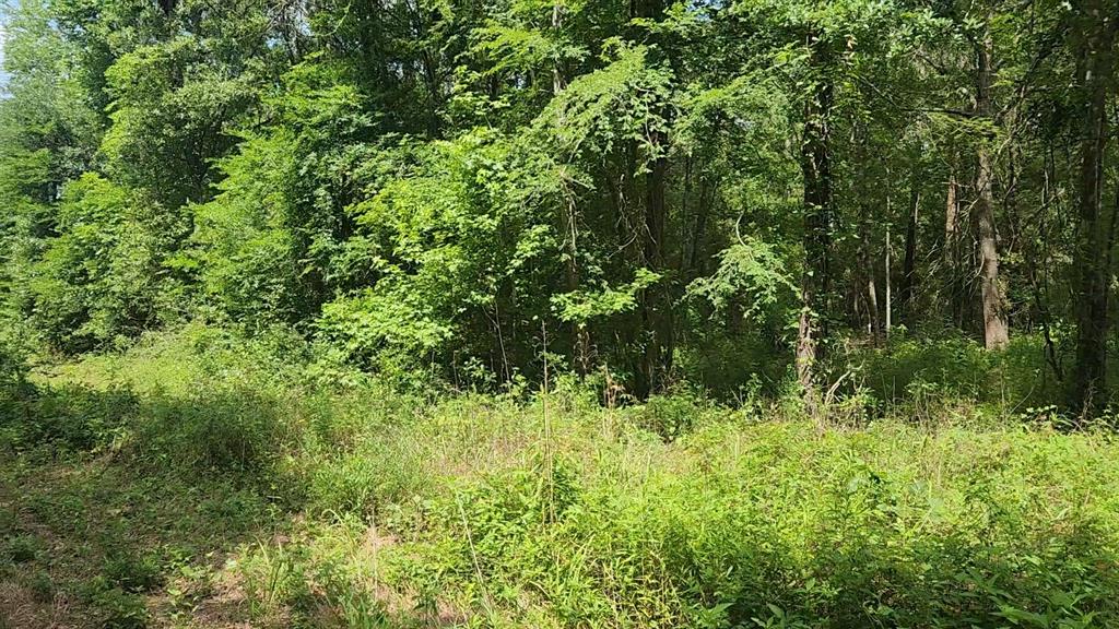 Lot 2 Hollybrook Drive, Plantersville, Texas image 21