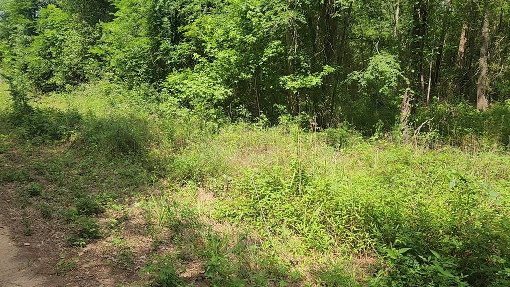 Lot 2 Hollybrook Drive, Plantersville, Texas image 19