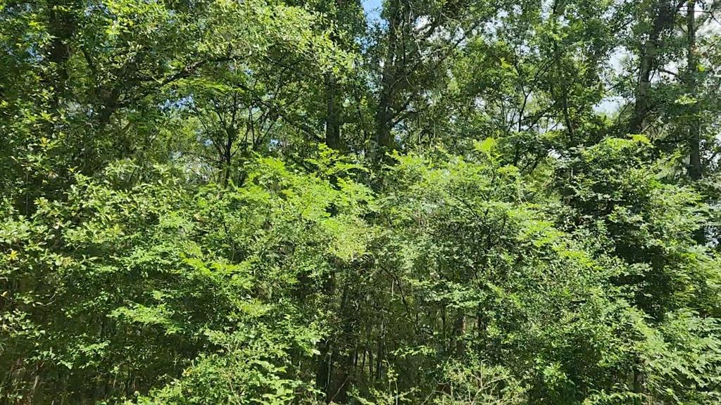 Lot 2 Hollybrook Drive, Plantersville, Texas image 12